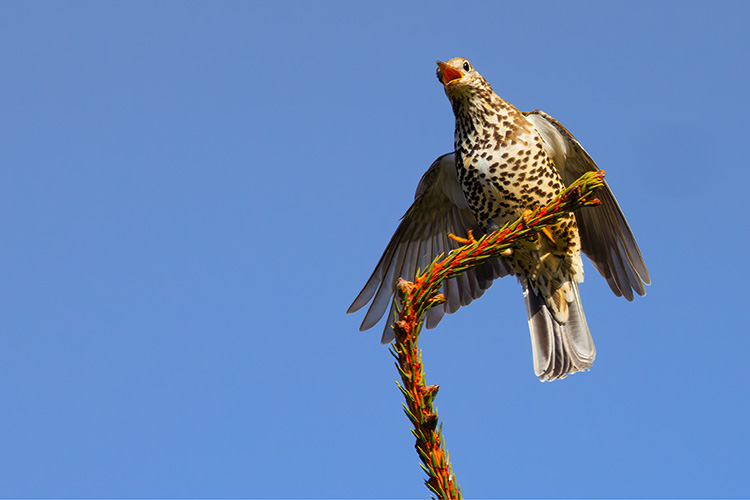 Male Mistle thrush display